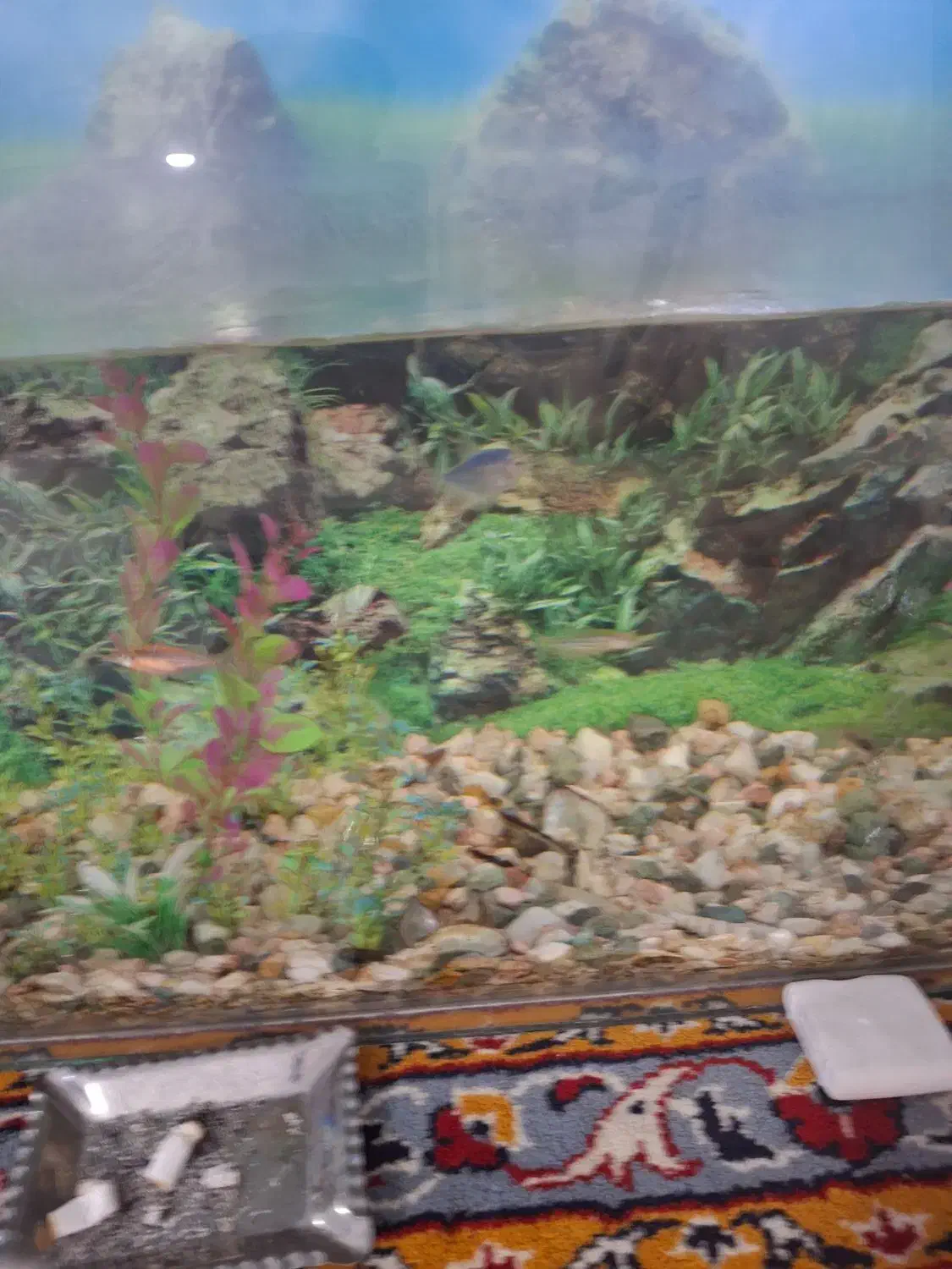 آکواریوم شیشه خم|ماهی|میاندوآب, |دیوار