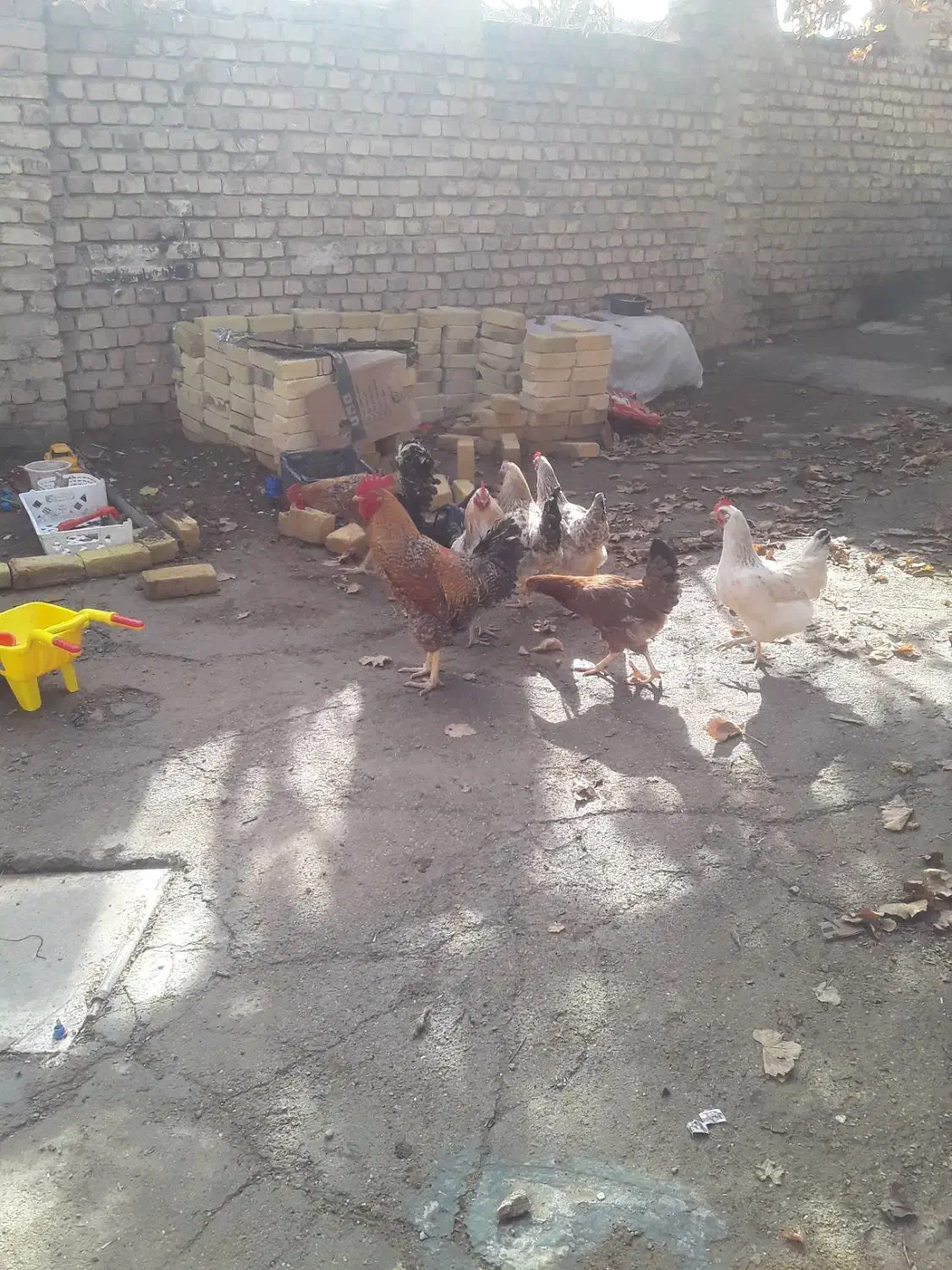 مرغ و خروس جوان|حیوانات مزرعه|خرمدشت, |دیوار