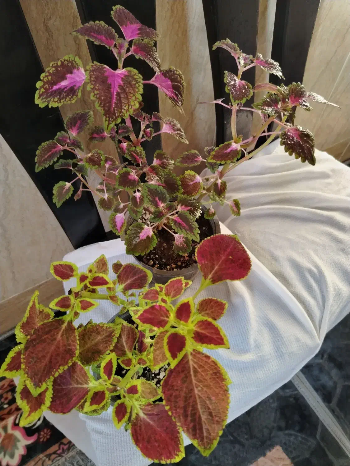 گل طبیعی آپارتمانی|گل و گیاه طبیعی|ایرانشهر, |دیوار