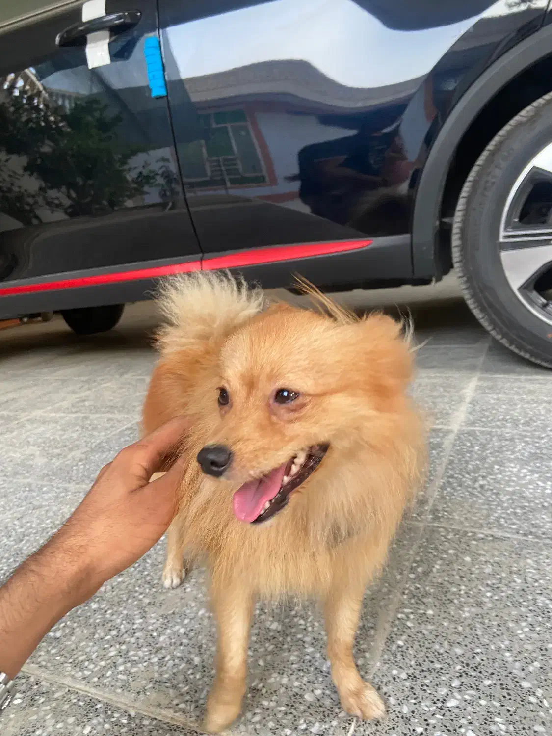 سگ فروشی|سگ|میناب, |دیوار