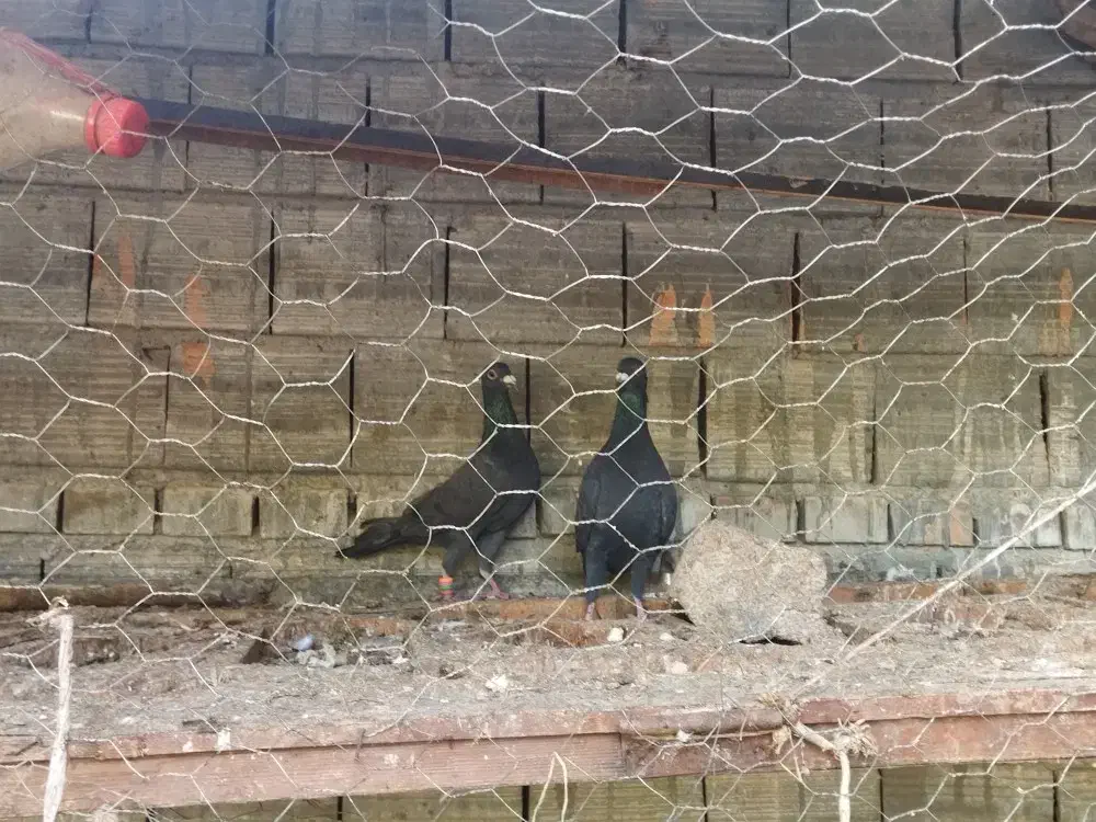 کبوتر|پرنده|دلند, |دیوار