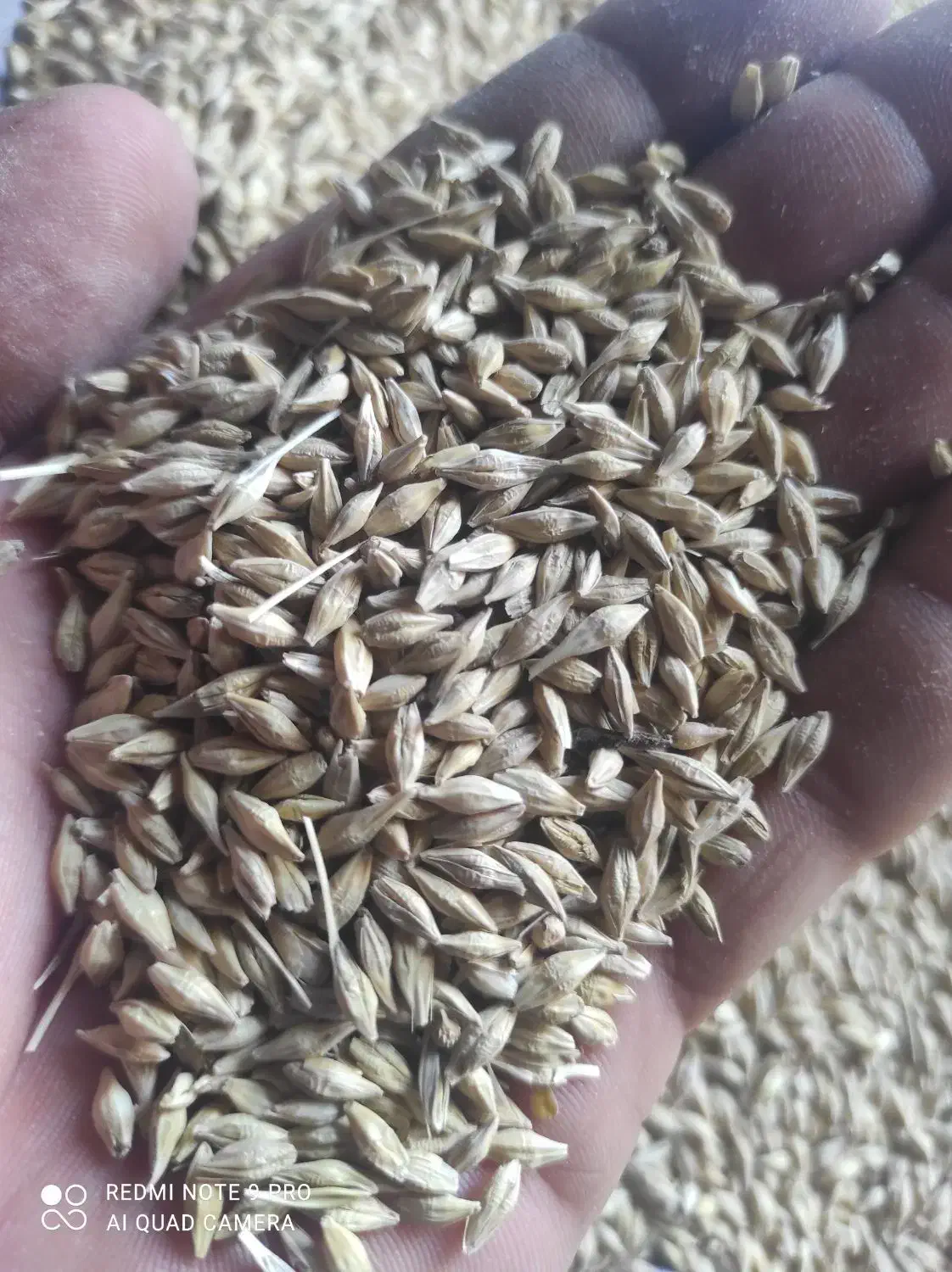 کنسانتره خوراک دام|لوازم جانبی حیوانات|رامند, |دیوار