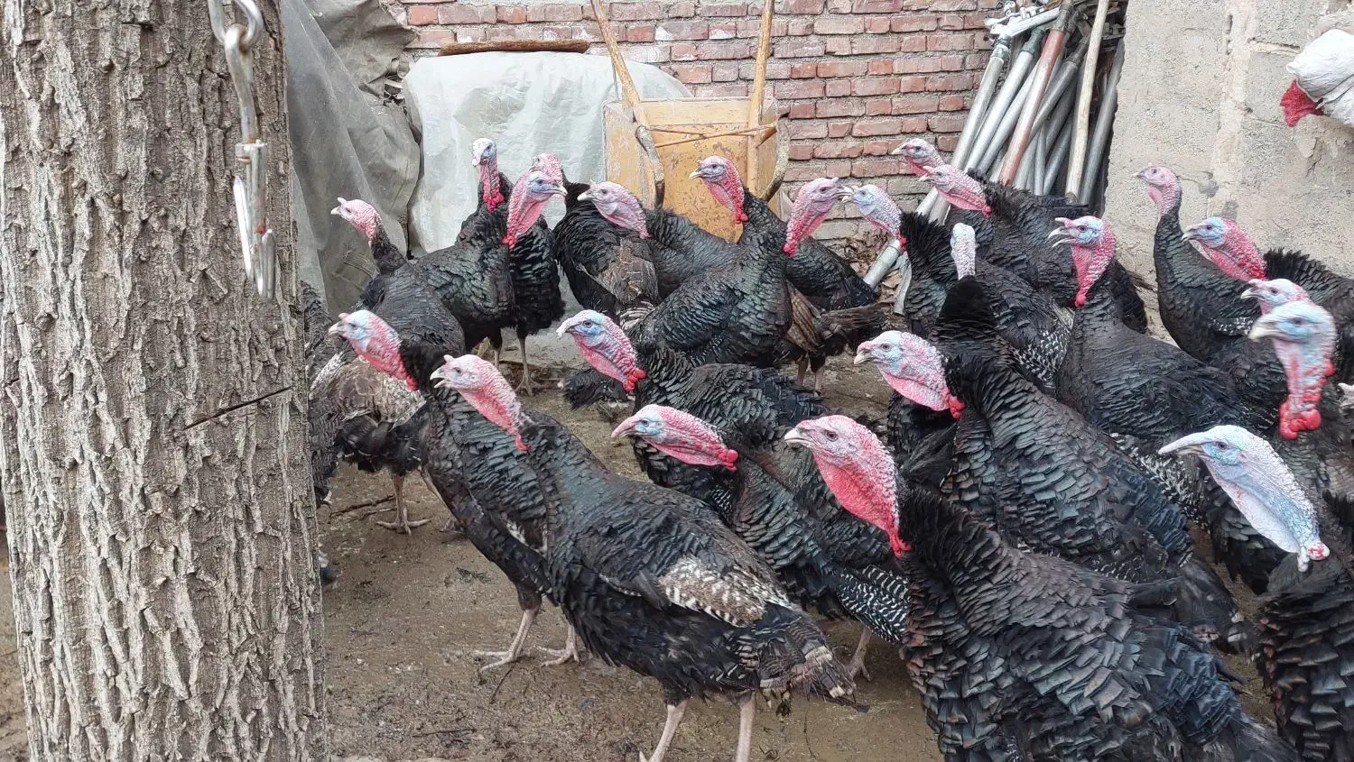 بوقلمون سیاه|حیوانات مزرعه|سقز, |دیوار