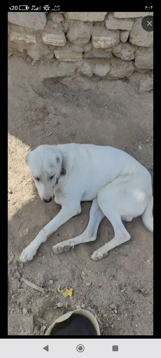 سگ ماده سفید گم شده هومه گلدشت|سگ|نجف‌آباد, قلعه سفید|دیوار