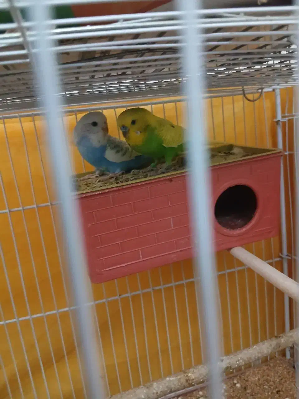 پرنده|پرنده|زابل, |دیوار