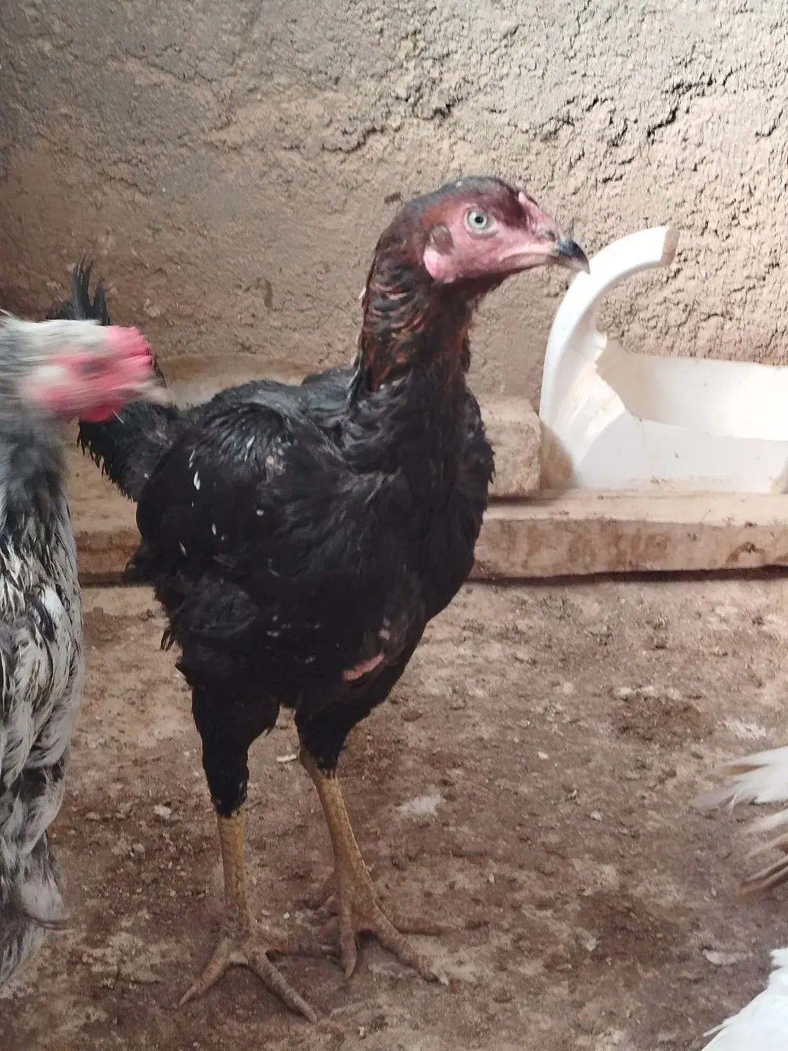 کابینت و سینک ظرفشویی .مرغ وخروس|آب‌چکان و نظم‌دهنده ظروف|هرسین, |دیوار