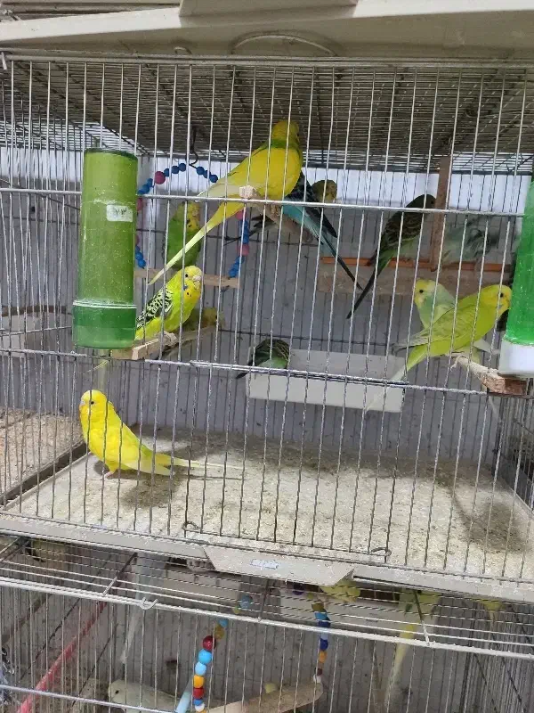 فروش مرغ عشق عمده|پرنده|سهند, |دیوار