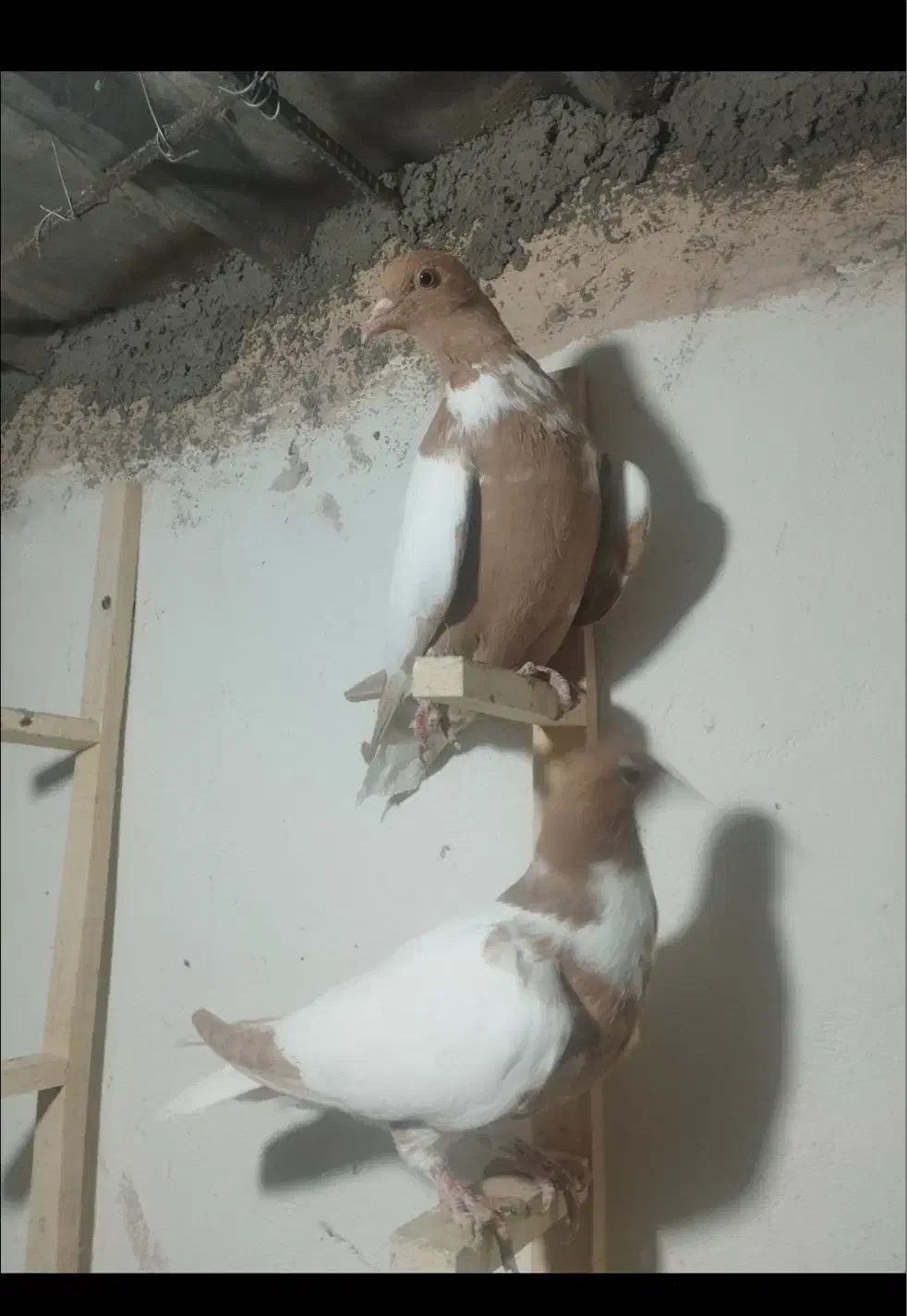 کبوتر افغانی دمسفید ذات عالی و کبوتر پرشی گرفتنی|پرنده|سبزوار, ابوریحان|دیوار