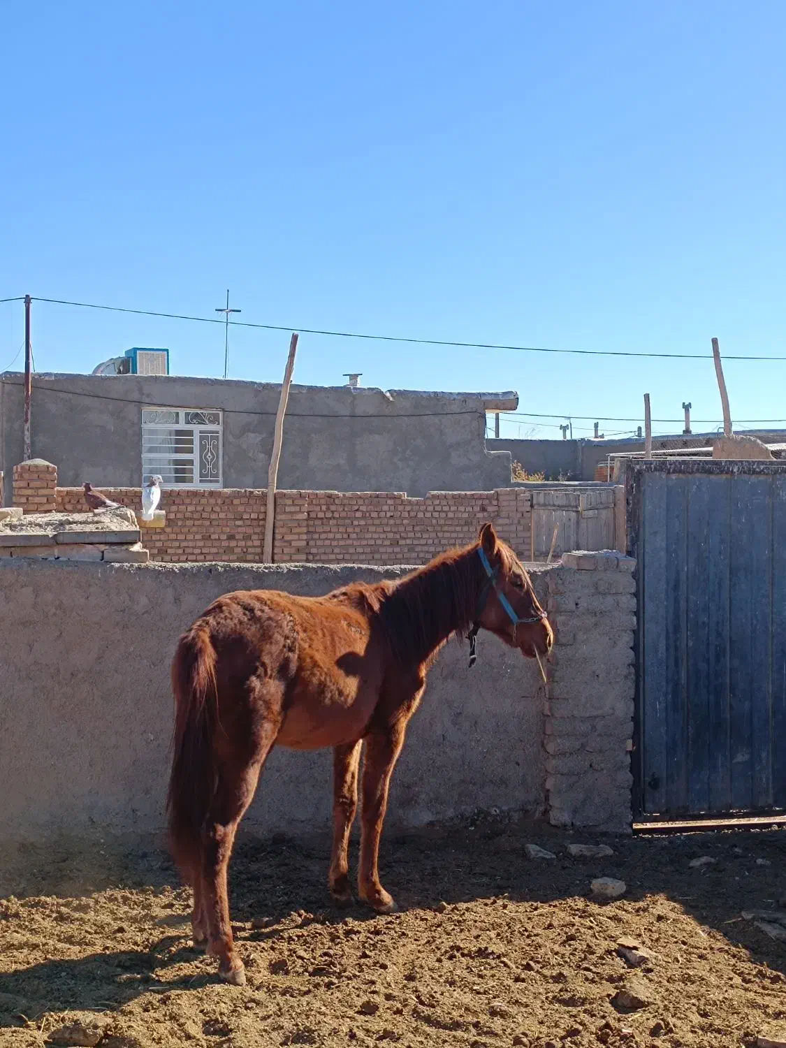 کره اسب|اسب و تجهیزات اسب‌سواری|فیروزه, |دیوار