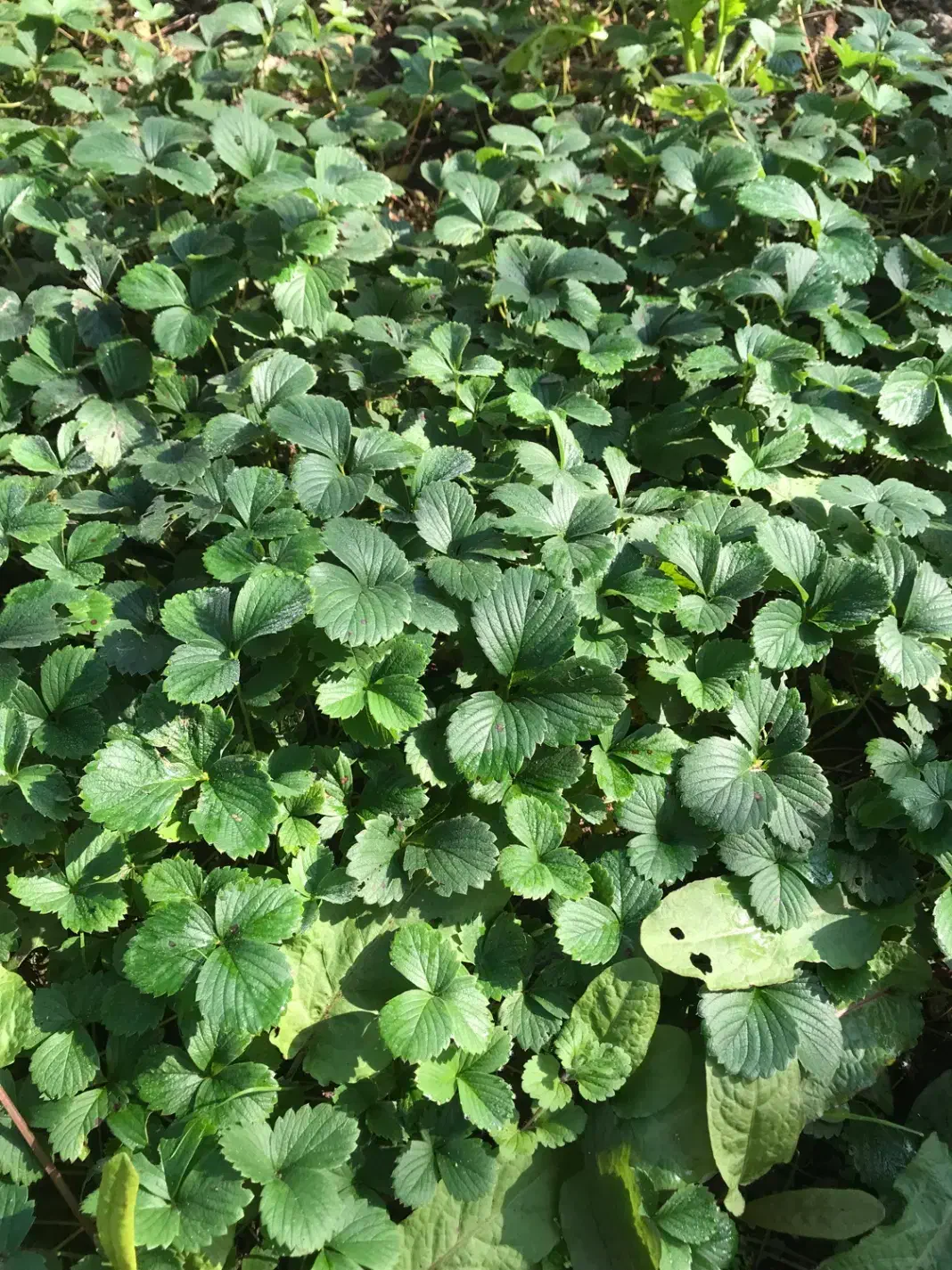 بوته و نشا توت فرنگی|خدمات باغبانی و درختکاری|آستانه اشرفیه, |دیوار