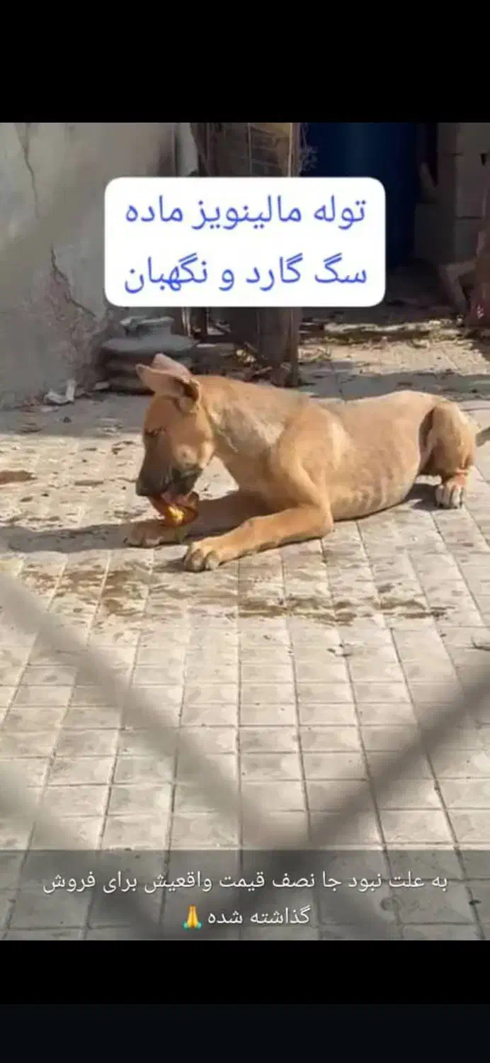 سگ روتویلر پوز دلقکی|سگ|شیراز, دوکوهک|دیوار