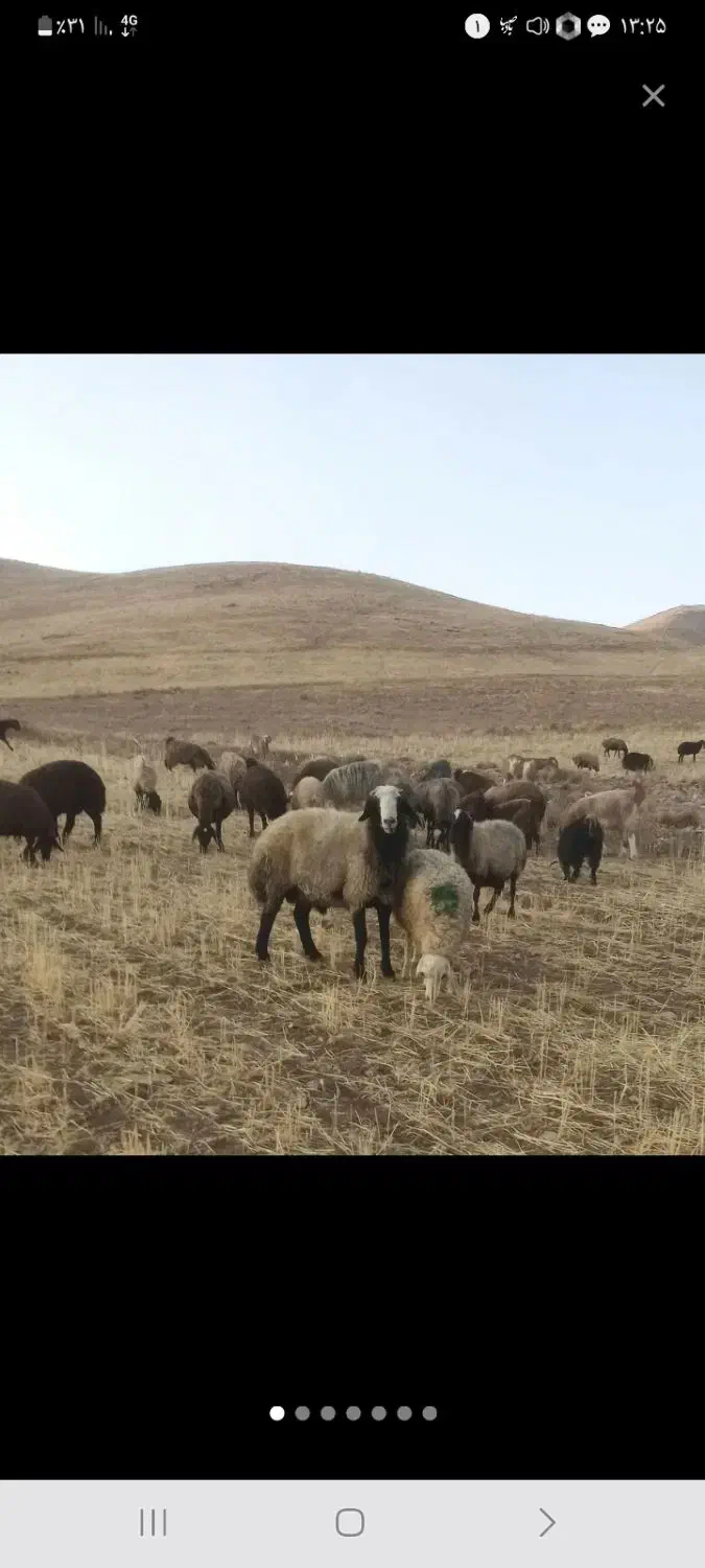 بره نر|حیوانات مزرعه|رزن, |دیوار