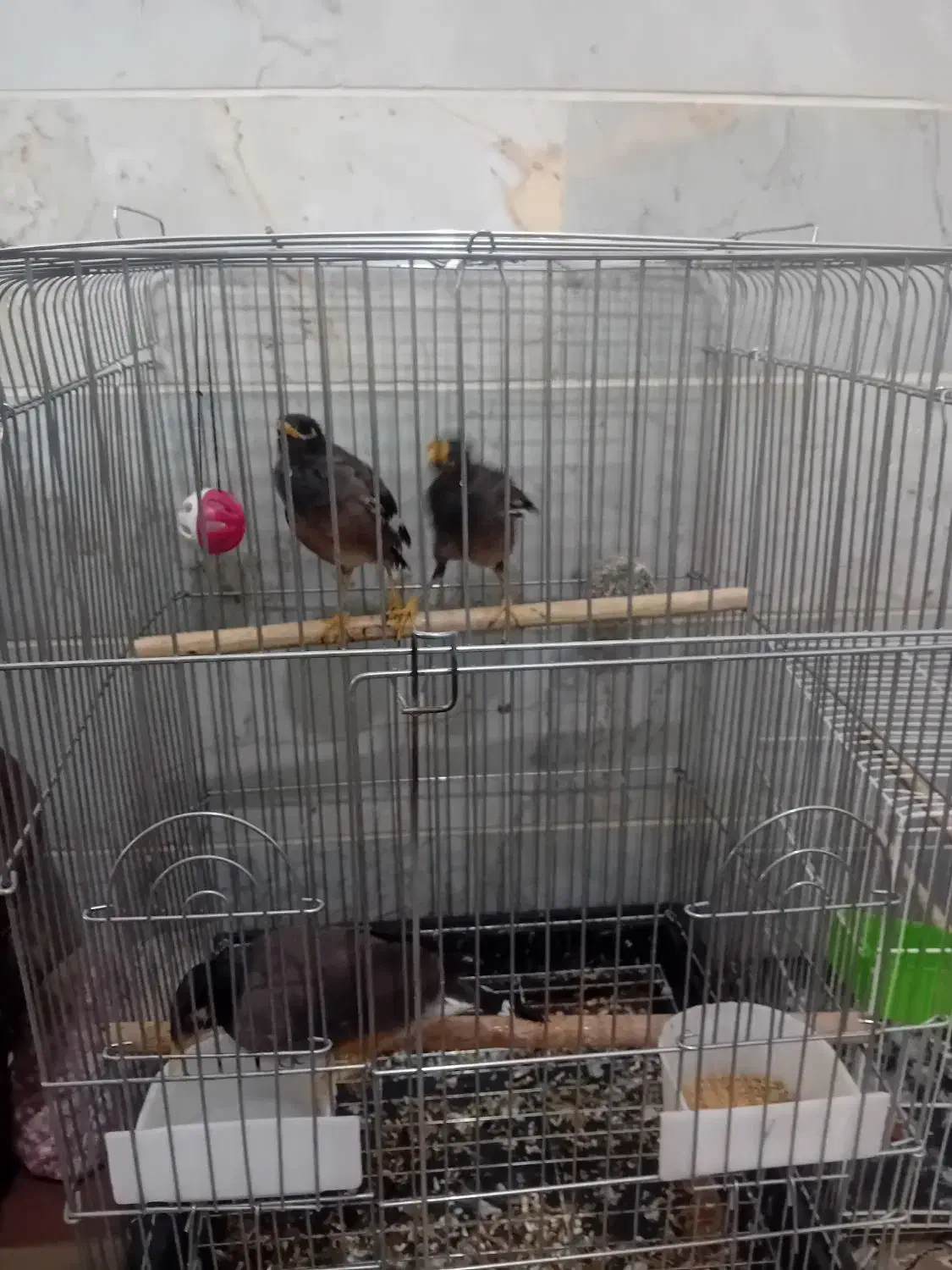 مرغ مینا|پرنده|یزد, |دیوار