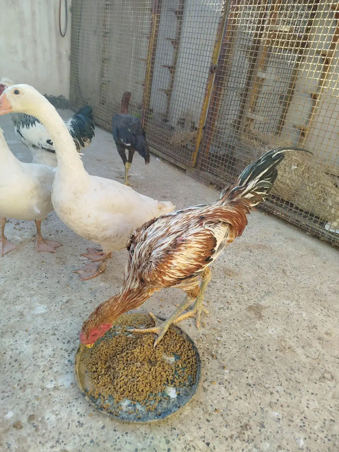 مرغ و خروس لاری اصل و برهما|حیوانات مزرعه|مشهد, شهید آوینی|دیوار