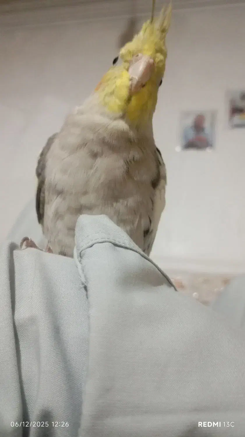 عروس هلندی دستی|پرنده|نیمروز, |دیوار