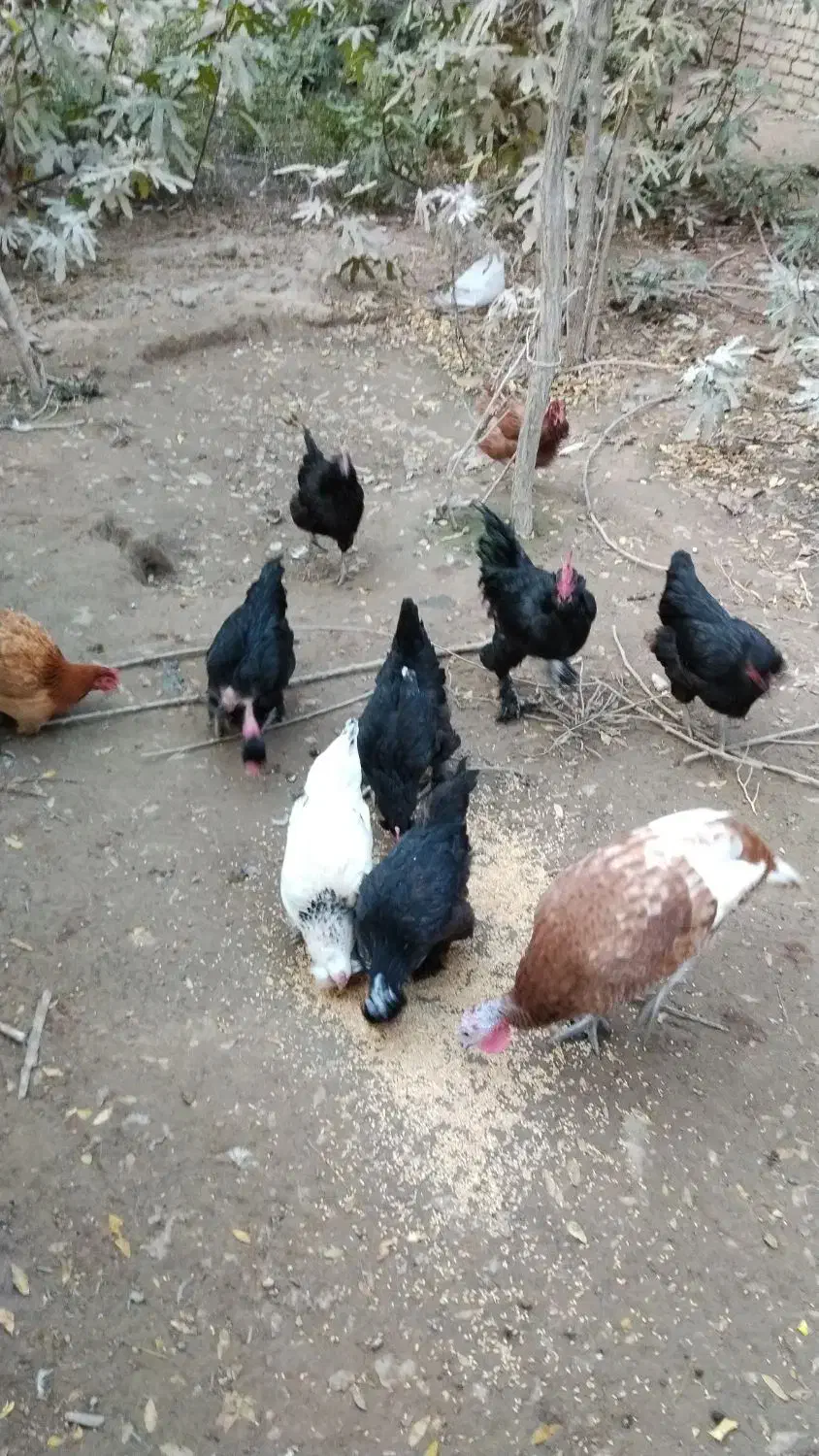 سلام مرغ و بوقلمون ب فروش می‌رسد|حیوانات مزرعه|مشهد, خرم آباد|دیوار