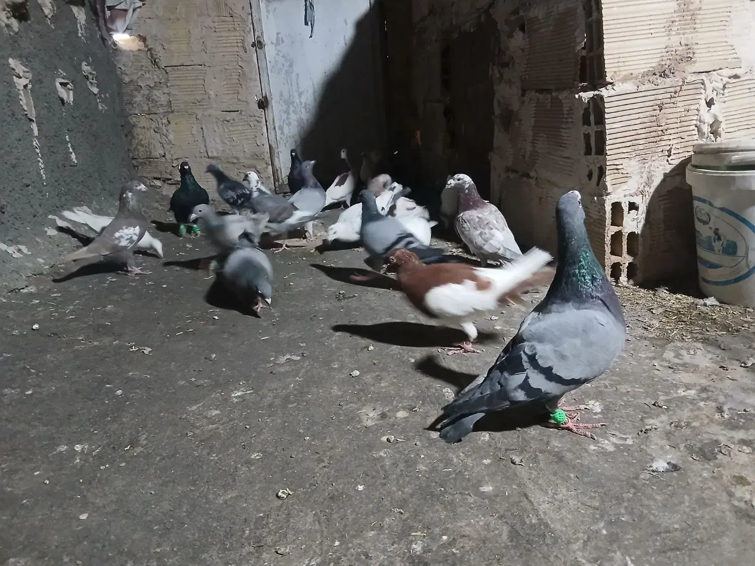 کفتر آلمانی بوم|پرنده|جلگه رخ, |دیوار