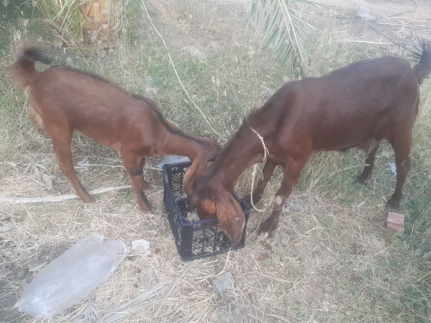 بترین بز دنیا|حیوانات مزرعه|پشتکوه (سیستان و بلوچستان), |دیوار