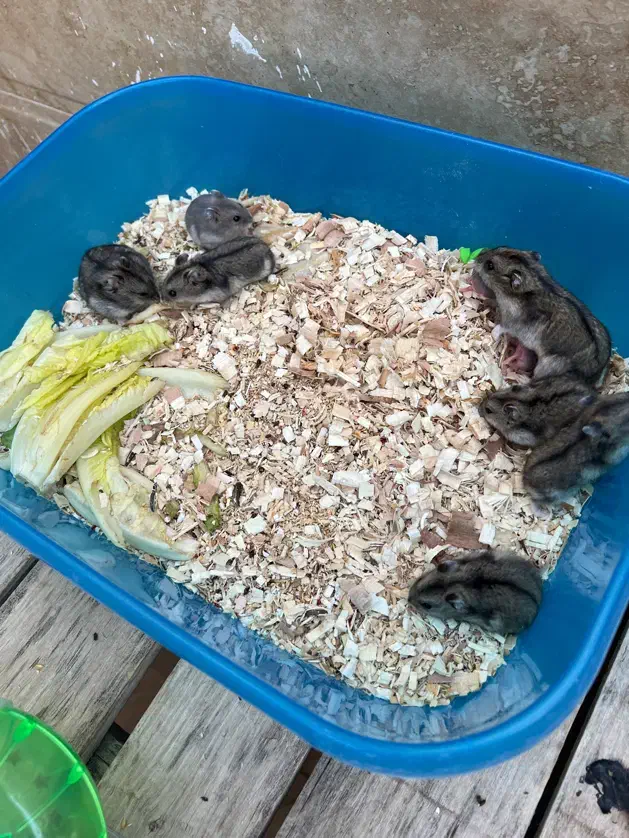 همستر مینیاتوری|موش و خرگوش|قم, گلزار|دیوار