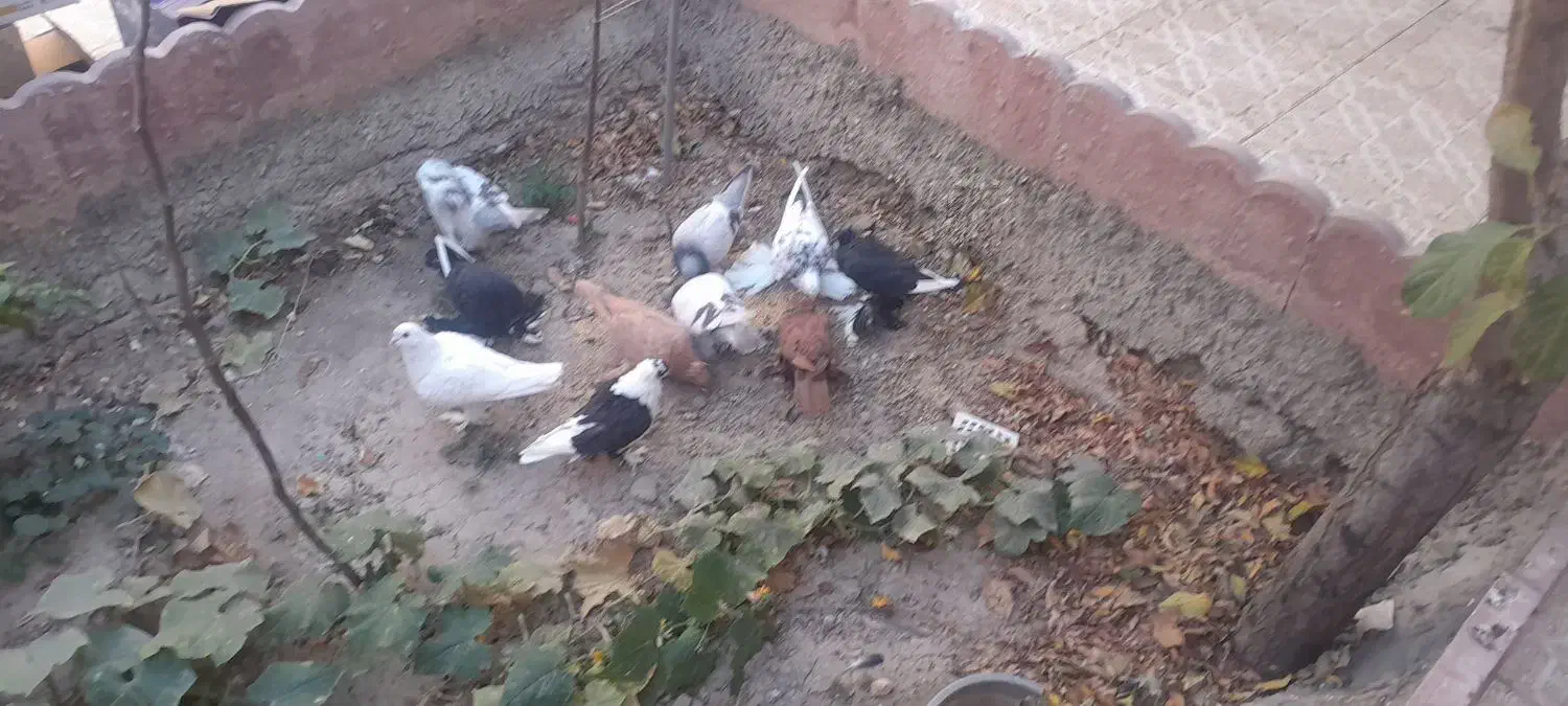 فروش یک لانه کبوتر|پرنده|تبریز, |دیوار