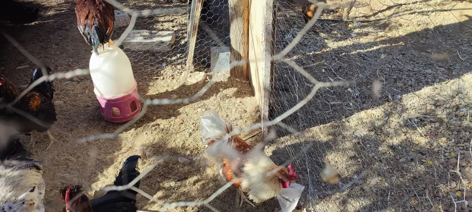 خروس بومی|حیوانات مزرعه|داران, |دیوار