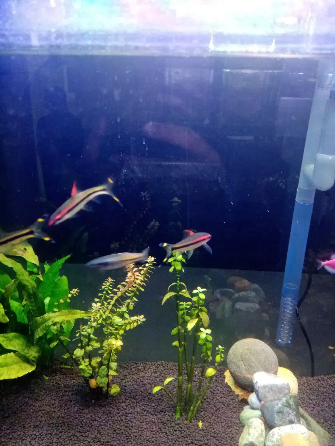 آکواریوم|ماهی|قم, کلهری|دیوار