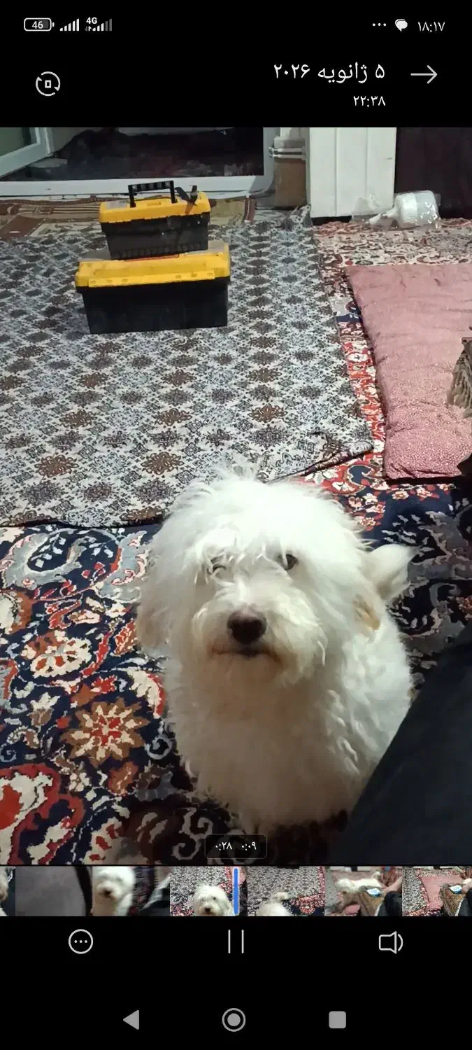 سگ گمشده|حیوانات|خلخال, |دیوار