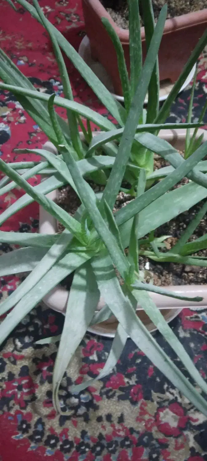 ۴ عدد گل آلوورا با ۵ تا پاجوش در یک گلدان بزرگ|گل و گیاه طبیعی|زابل, |دیوار