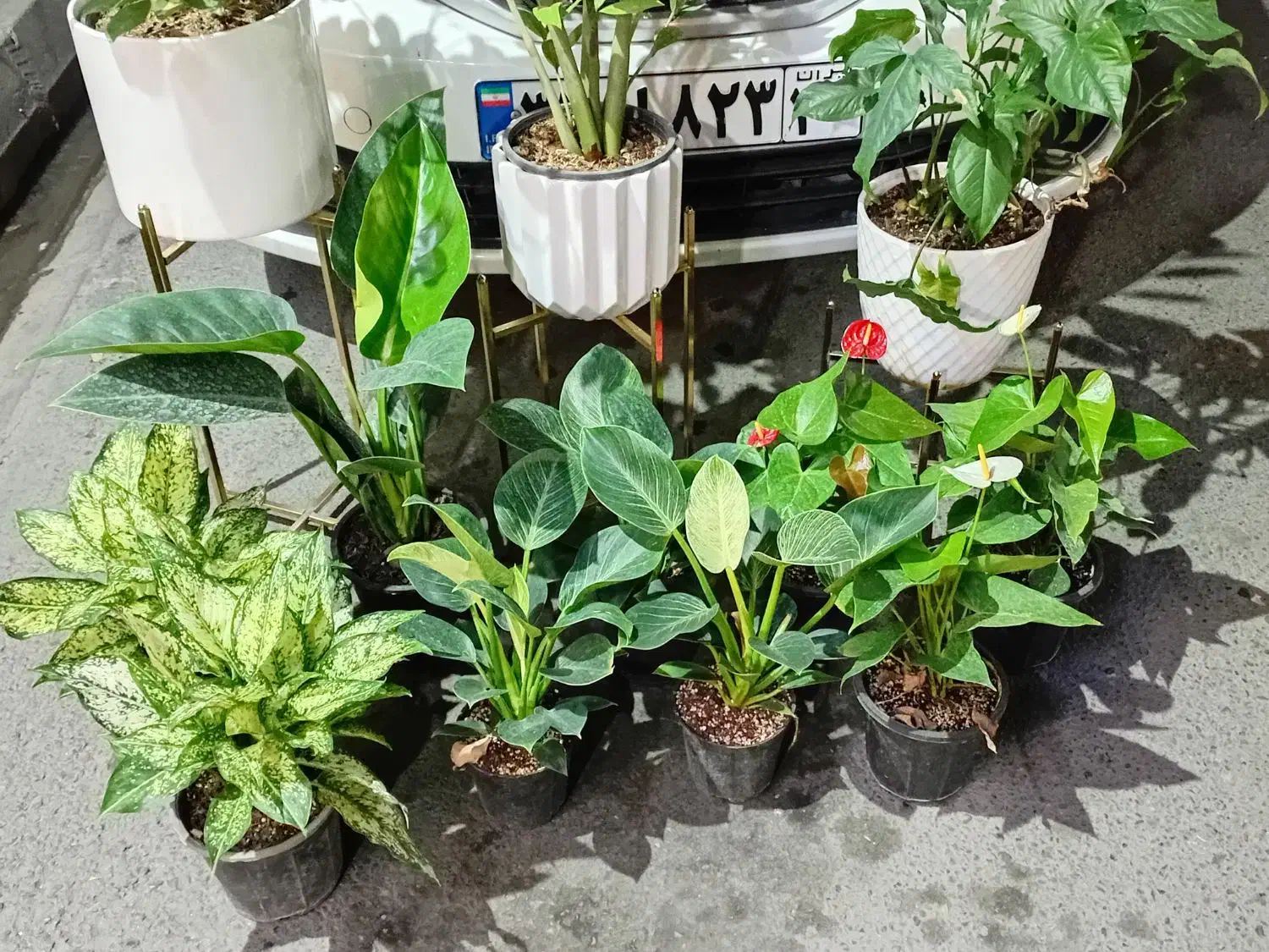 گل طبیعی دیفن باخیا و زاموفیلیا گلدان و استندا|گل و گیاه طبیعی|قدس, شهرقدس|دیوار