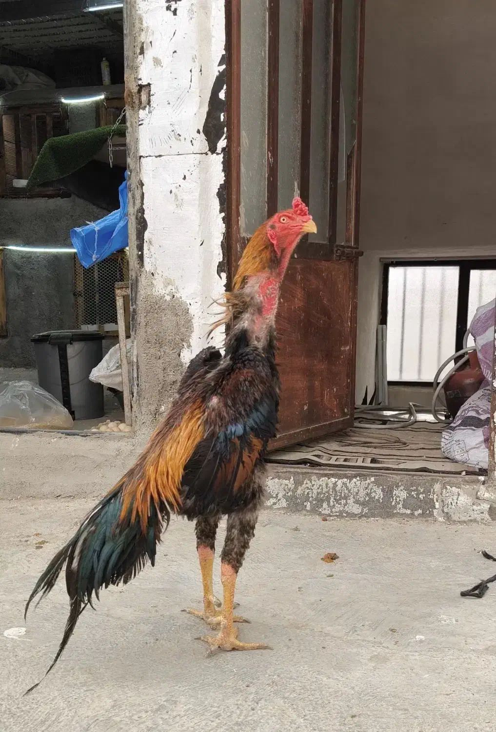 خروس و مرغ اوشامو|حیوانات مزرعه|مینودشت, |دیوار