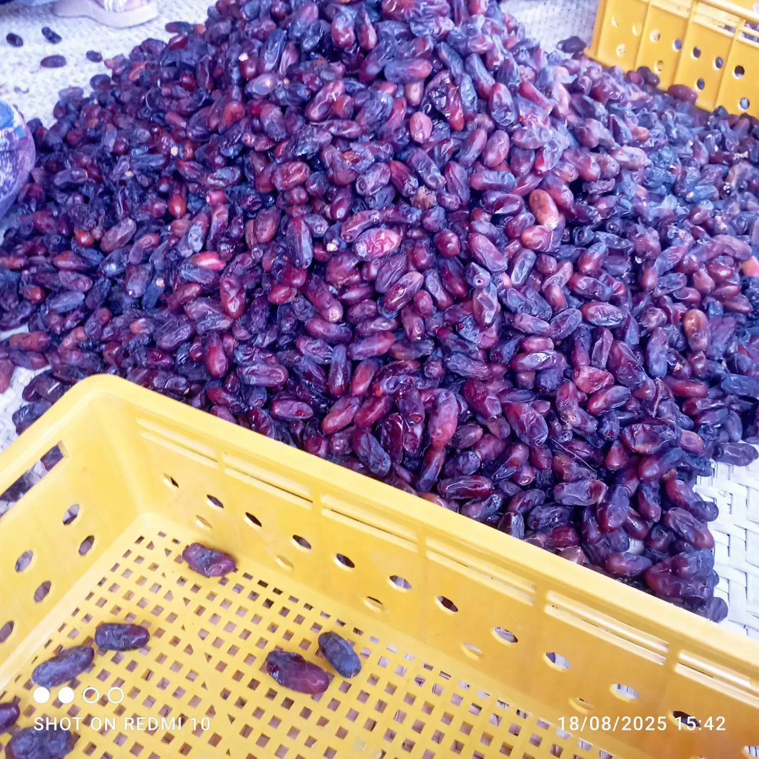 خرما ربی|خوردنی و آشامیدنی|مهرستان, |دیوار