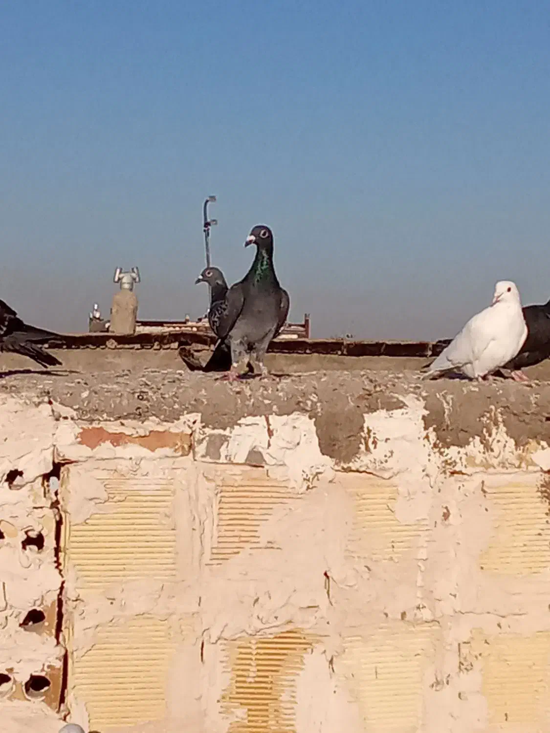 مشهد کفتر کفتر مسافت آدرس مشهد|پرنده|رضویه, |دیوار