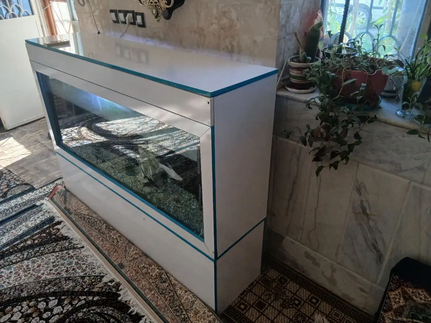 آکواریوم|ماهی|زابل, |دیوار