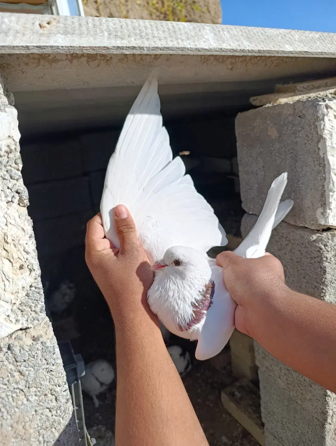 کبوتر|پرنده|پارسآباد, |دیوار