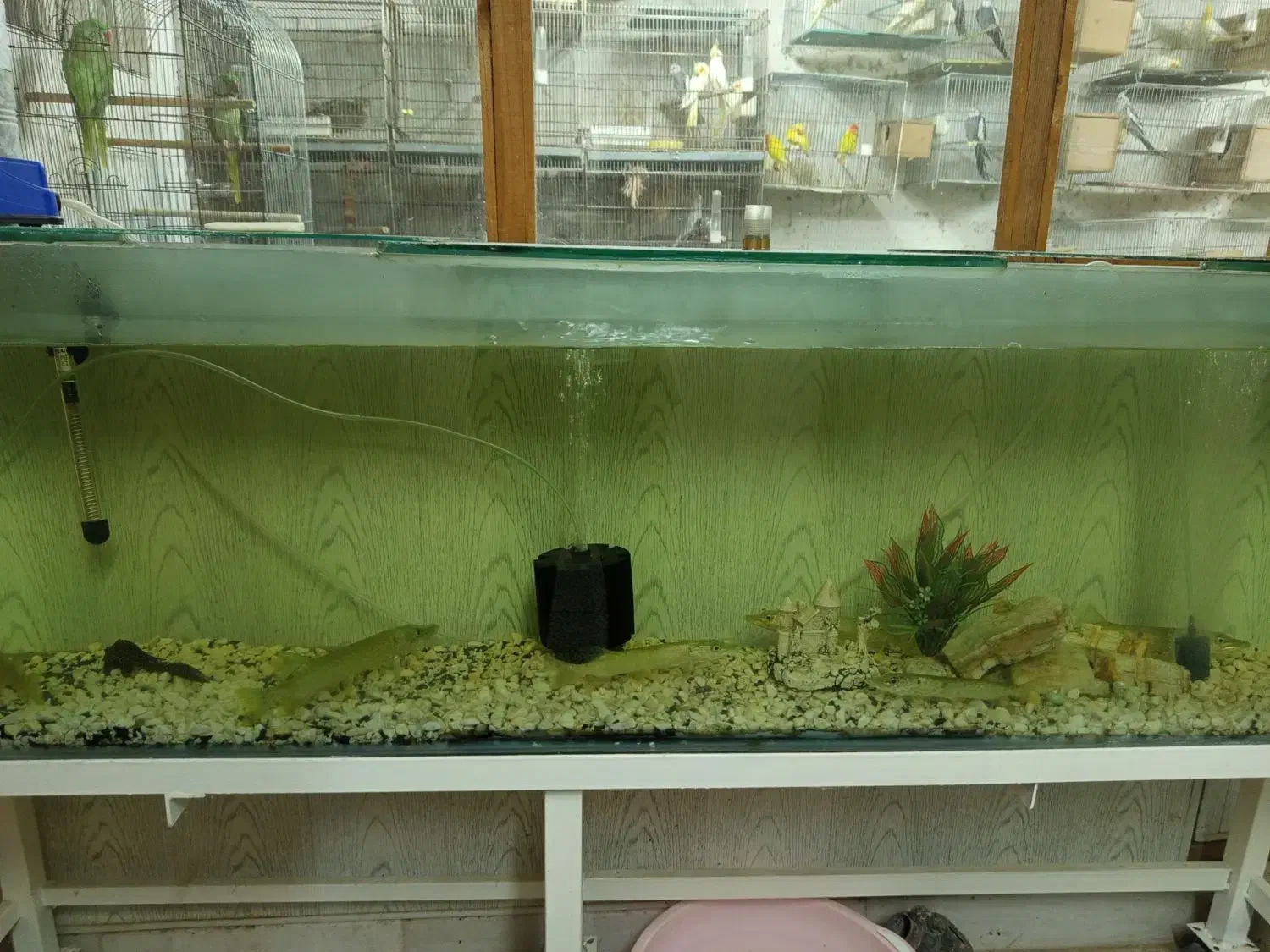 فروش اکواریم بزرگ|ماهی|لنگرود, |دیوار