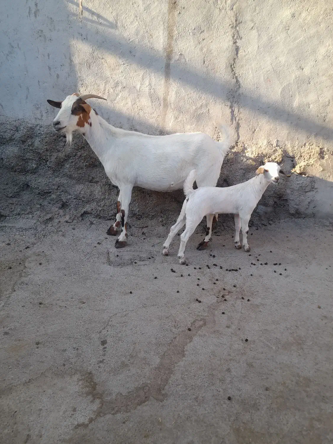 بزها سالم وسرحال|حیوانات مزرعه|میناب, |دیوار