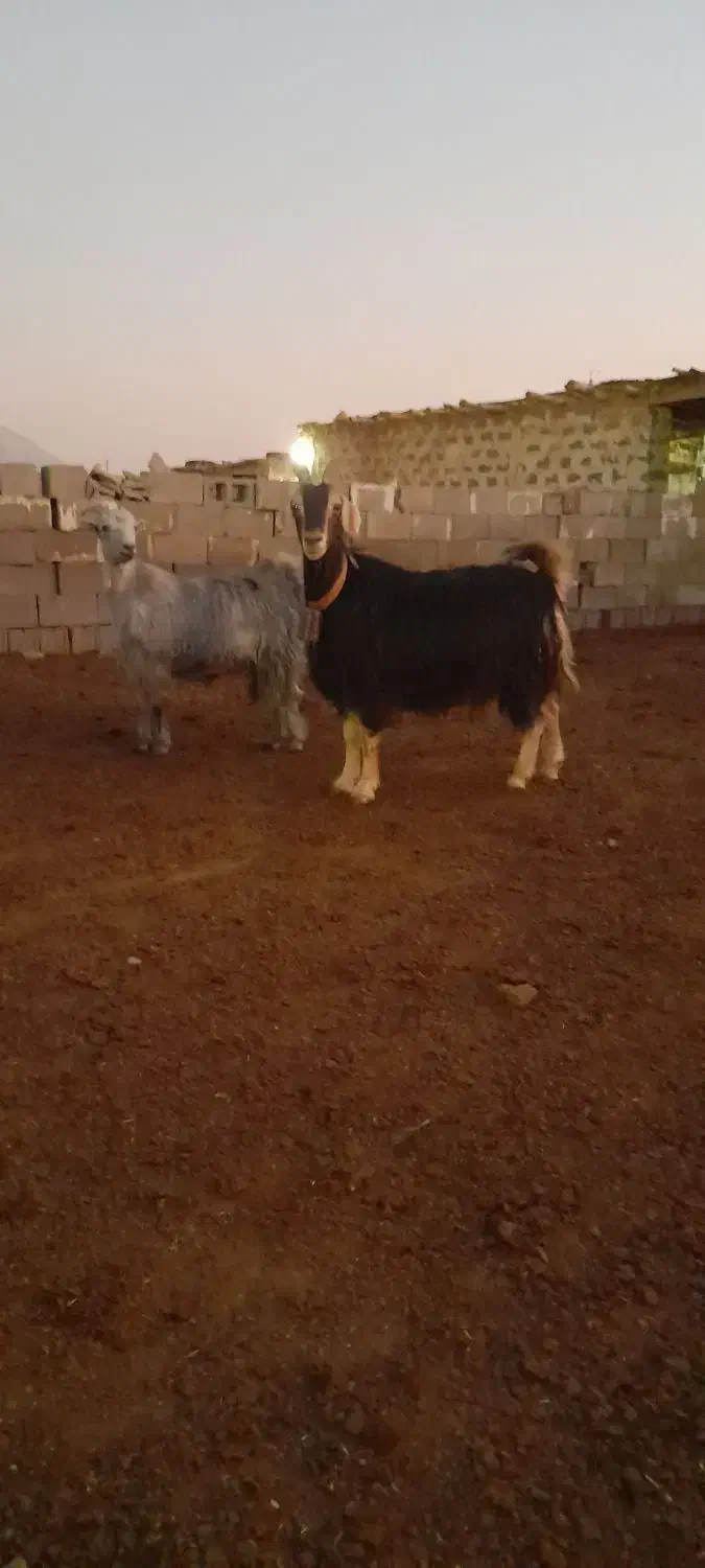 بز چپش کهره آبستنبرج ۱۰و۱۱|حیوانات مزرعه|درودزن, |دیوار