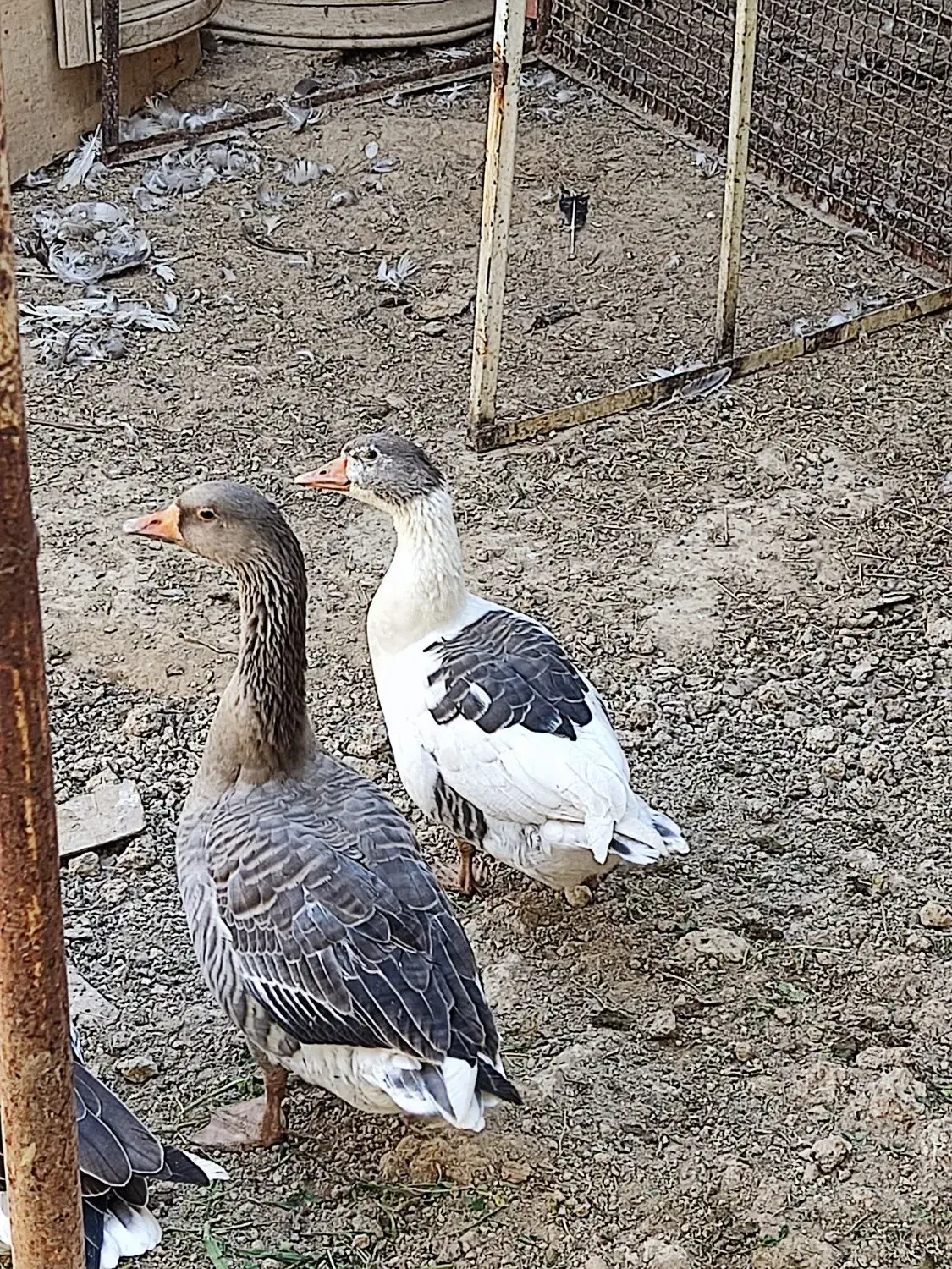 دو جفت غاز|حیوانات مزرعه|معصومیه, |دیوار