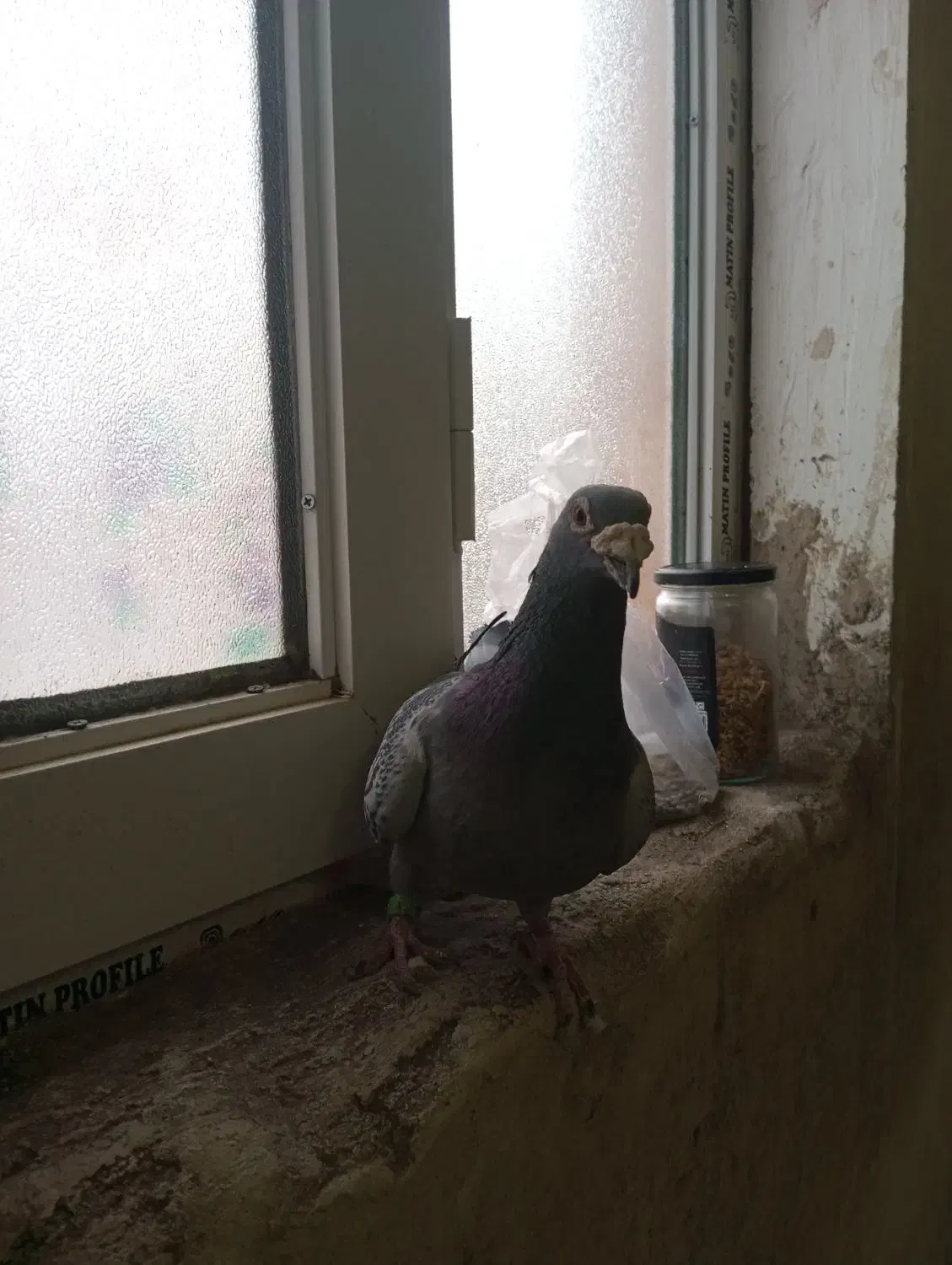 دوبر نر مسافتی|پرنده|اردبیل, |دیوار