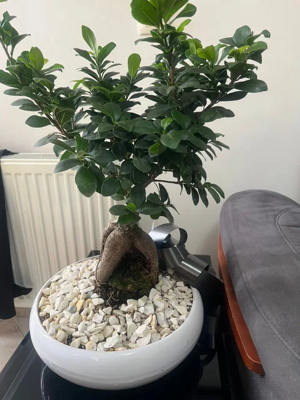 گل بونسای|گل و گیاه طبیعی|کرج, عظیمیه|دیوار