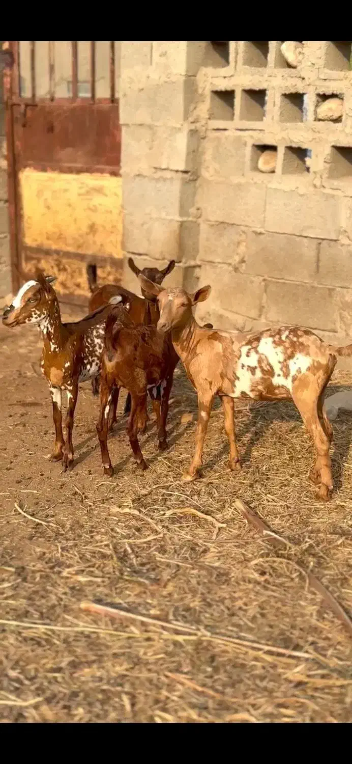 خالث|حیوانات مزرعه|رشت, امین الضرب|دیوار