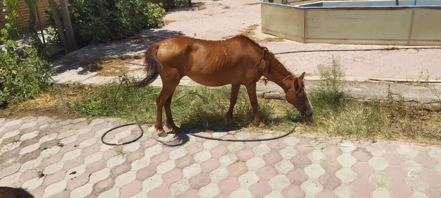 مادیان یورقه اصیل -سواری نرم ، سالم و آرام|اسب و تجهیزات اسبسواری|تربت جام, میان جام|دیوار