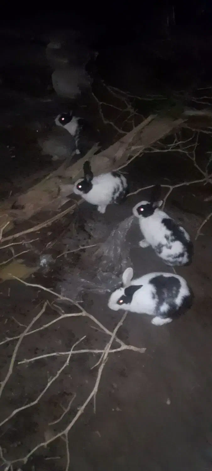 5عددخرگوش ماده بالغ|موش و خرگوش|کلاله, |دیوار