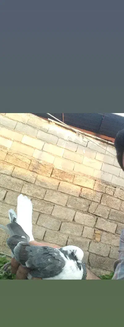 کبوتر ساعتی و ذات دار|پرنده|رامیان, |دیوار