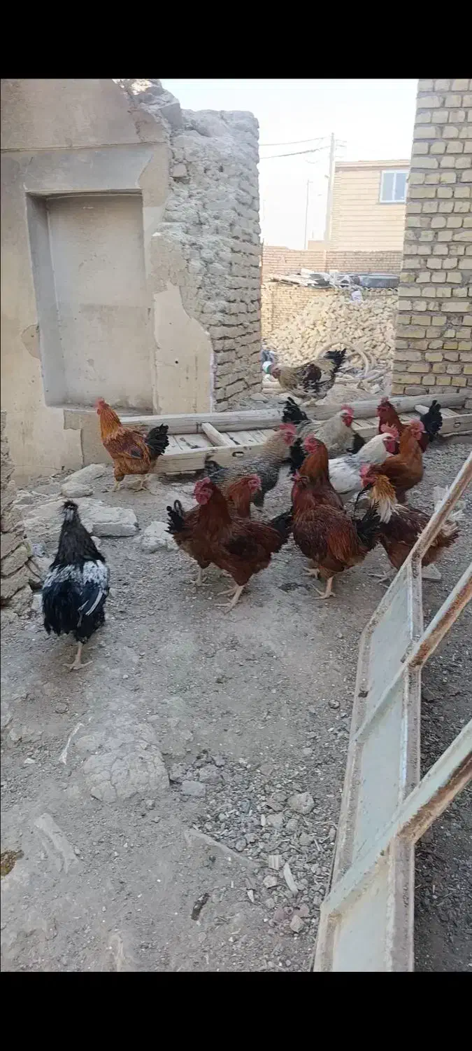 فروش تعدادی خروس قیمت توافقی|پرنده|رودشت (اصفهان), |دیوار