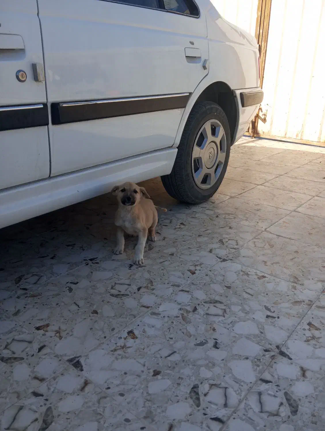 معاوضه|خودرو سواری و وانت|بم, |دیوار