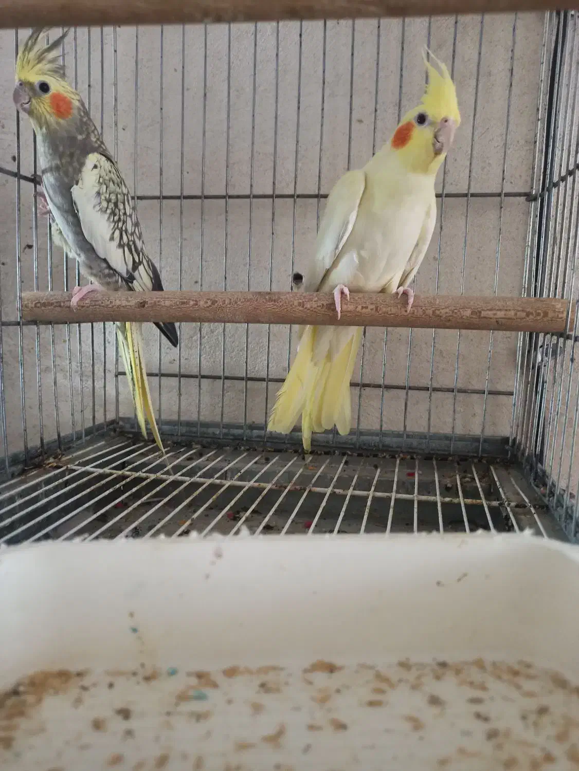 جفت عروس هلندی|پرنده|برازجان, |دیوار