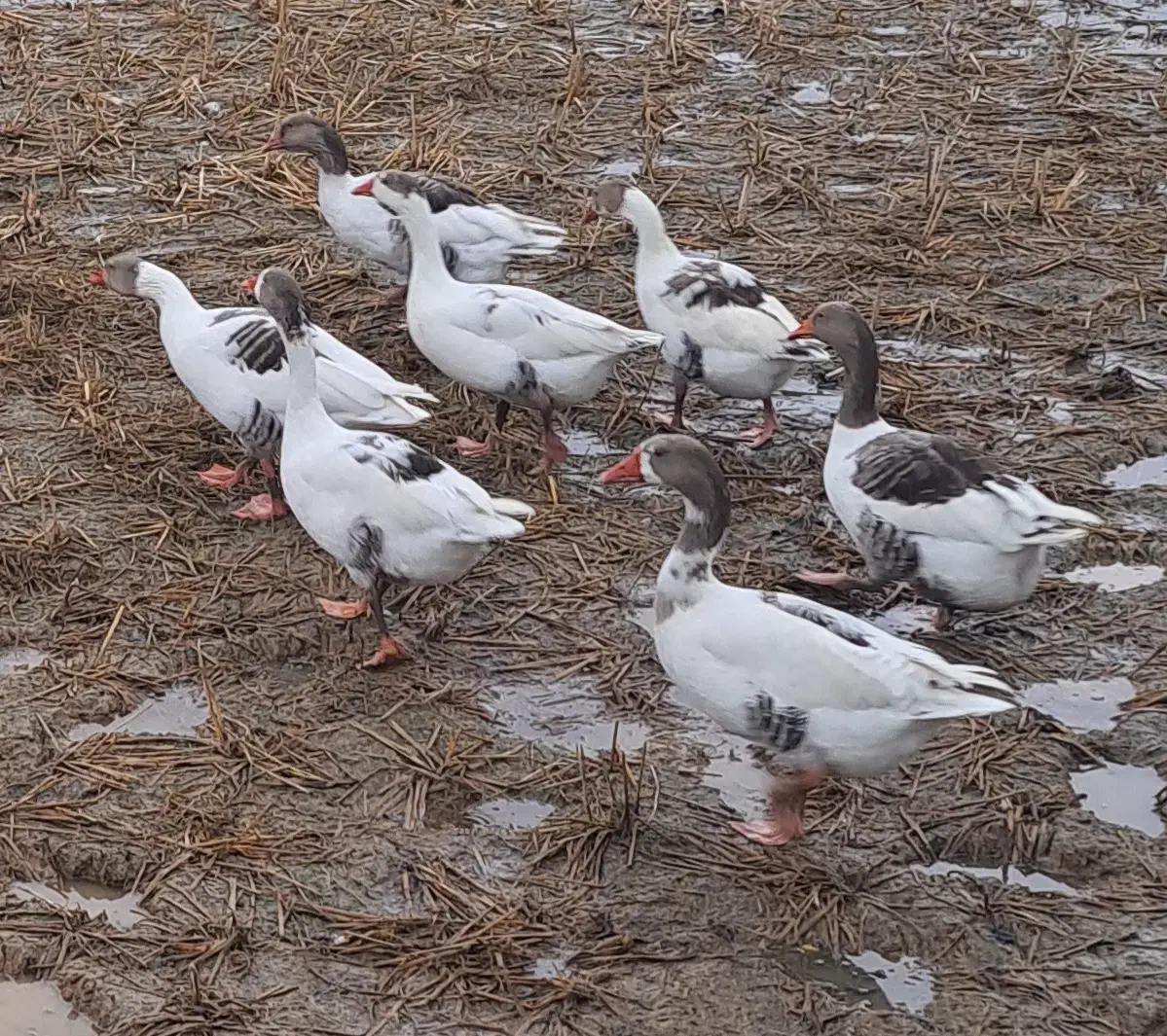 غاز محلی|حیوانات مزرعه|سنگر, |دیوار