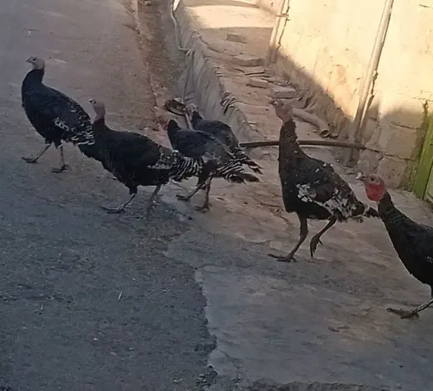 بوقلمون تخم گذار|حیوانات مزرعه|سوق, |دیوار