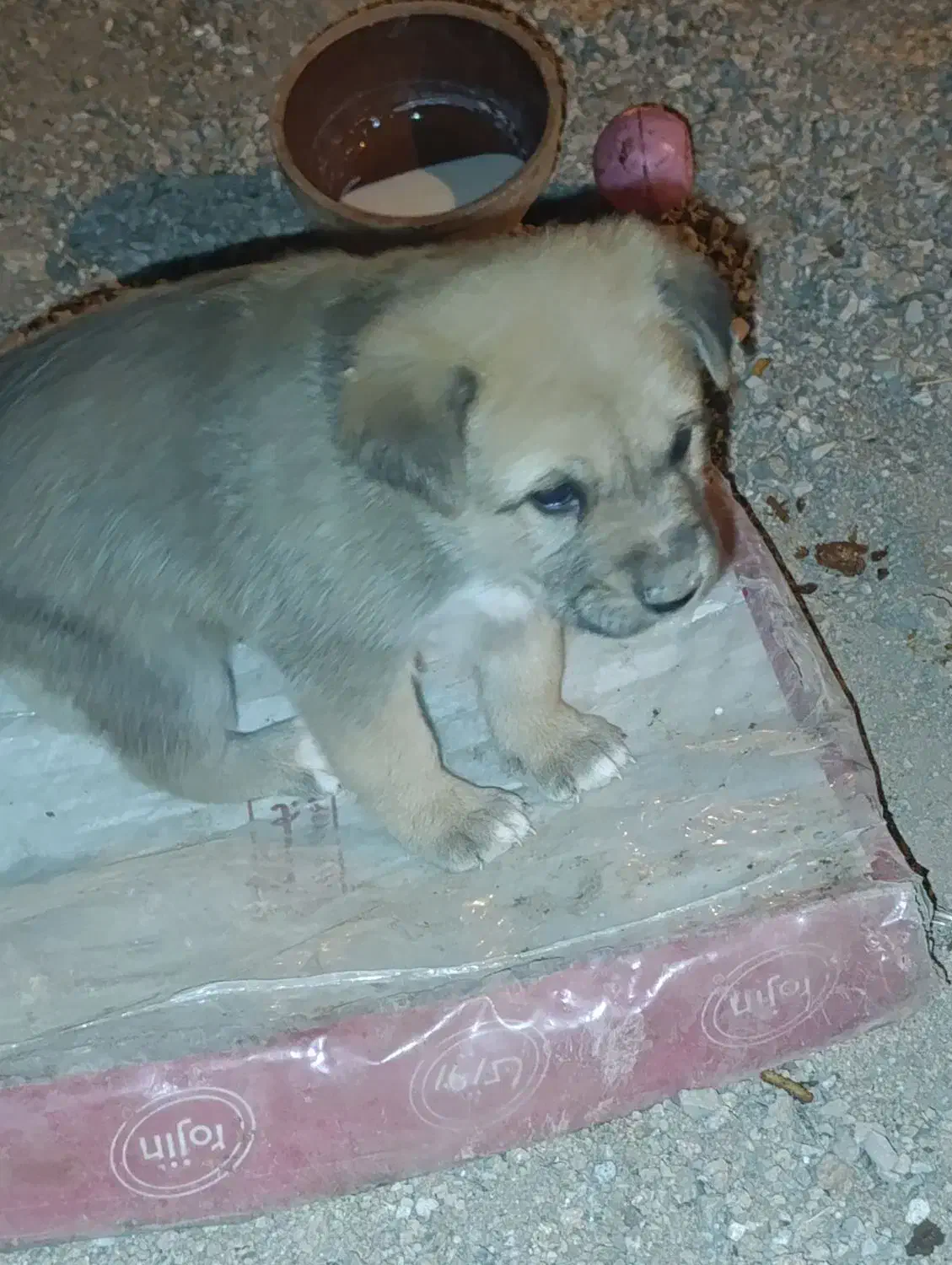 سگ سرابی|سگ|صباشهر, |دیوار